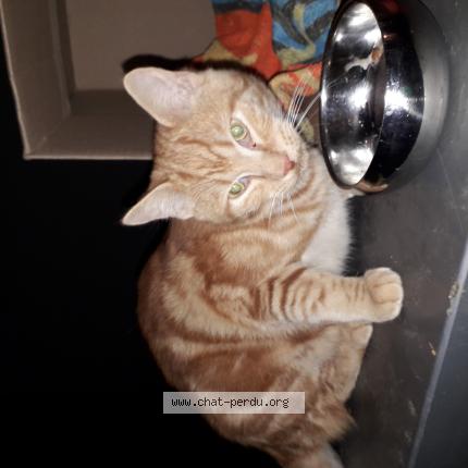 Photo 1/1 Cat reunited Found in Montrabe