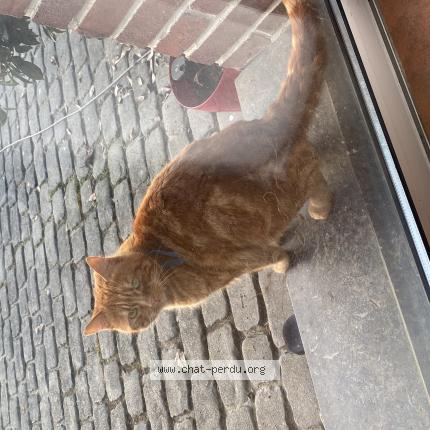 Photo 1/1 Bibi Chat lost in Lorgies