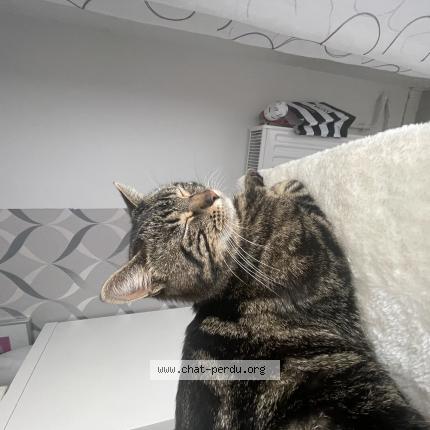 Photo 1/1 Nino Chat lost in Jouy le moutier