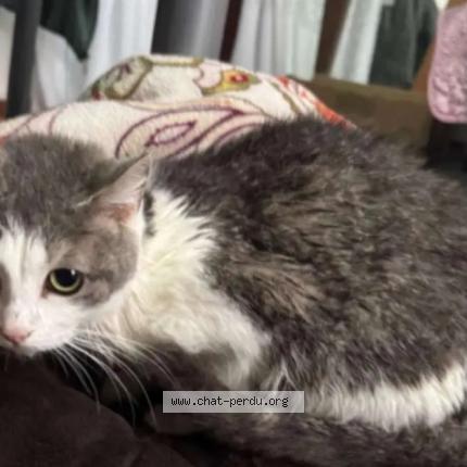 Photo 1/1 Found cat Found in Strasbourg