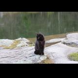 Picture of cat lost at Gueret