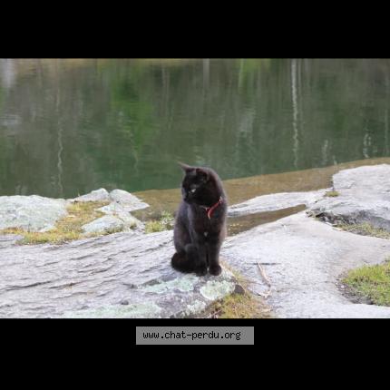 Photo 1/1 Salem Chat lost in Gueret