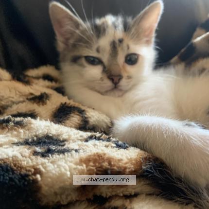 Photo 1/1 Rebelle Chat lost in Saint pol sur mer