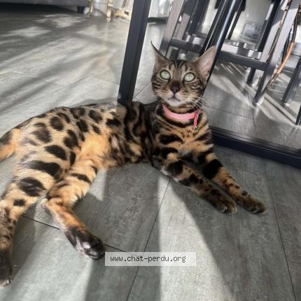 Photo 1/1 Sabari Chat lost in Puisseguin