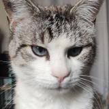 Picture of cat lost at Alixan