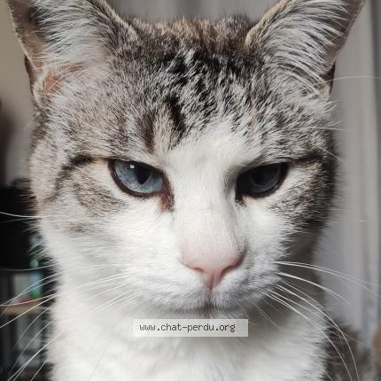 Photo 1/1 P&eacute;dro Chat lost in Alixan