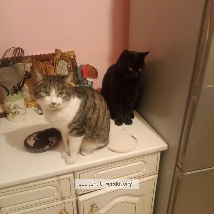 Photo 1/1 Ouni Chat lost in Villeneuve les maguelonne