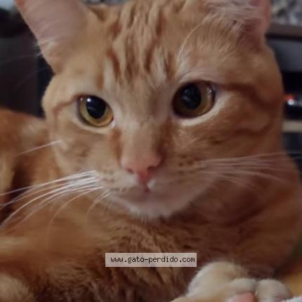 Photo 1/1 Queen Chat lost in Girardot