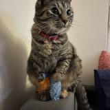 Picture of cat lost at Archamps