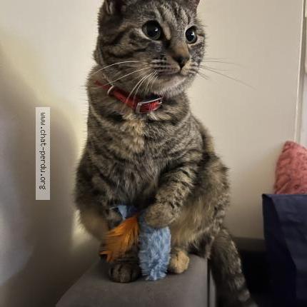 Photo 1/1 Mari Chat lost in Archamps