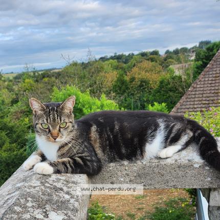 Photo 1/1 Chipie Chat lost in Robert espagne