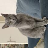 Picture of cat lost at Saint Berthevin