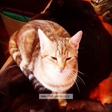 Photo 1/1 Rose Chat lost in Cases de pene