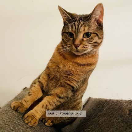 Photo 1/1 SCOTTY Chat lost in Roumare