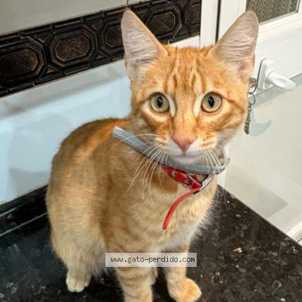 Photo 1/1 Robin Chat lost in Bormujos