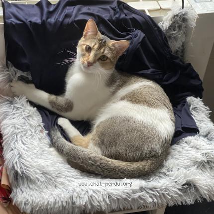 Photo 1/1 Giulia Chat lost in Reims