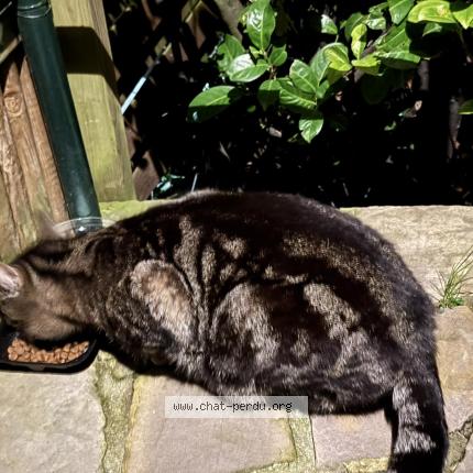 Photo 1/1 Found cat Found in Flawinne