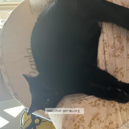 Photo 1/1 Tommy Chat lost in Chavanoz