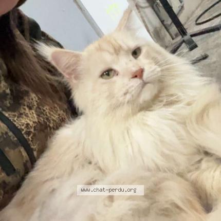 Photo 1/1 Usac Chat lost in Noordpeen