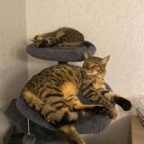 Picture of cat lost at Bruay La Buissiere