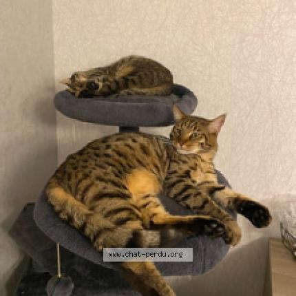 Photo 1/1 Filou Chat lost in Bruay la buissiere