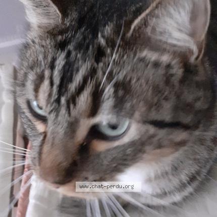 Photo 1/1 kaline Chat lost in Ouistreham