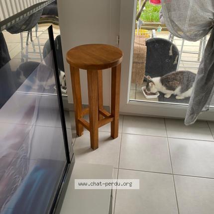 Photo 1/1 Found cat Found in Poisy