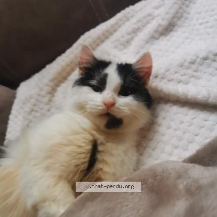 Photo 1/1 Lilouche Chat lost in Besancon