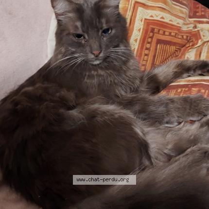 Photo 1/1 Thor Chat lost in Yvetot