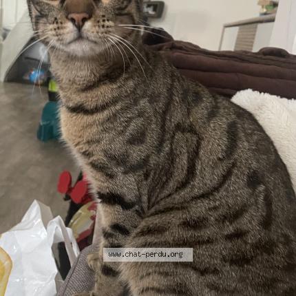 Photo 1/1 Pikachu Chat lost in Nanteuil les meaux