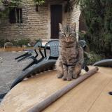Picture of cat lost at Gordes