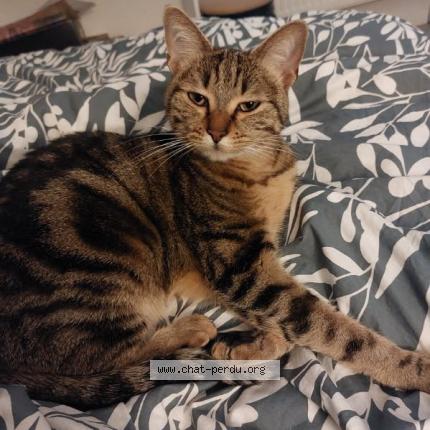 Photo 1/1 Tsuki Chat lost in Anse