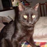 Picture of cat lost at Thoard