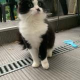 Picture of cat lost at Loos