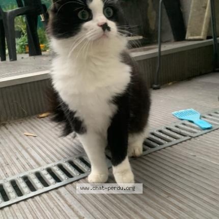 Photo 1/1 Zoro Chat lost in Loos