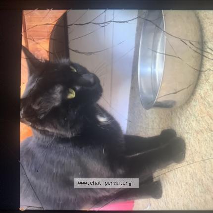 Photo 1/1 Ulysse Chat lost in Gascogne