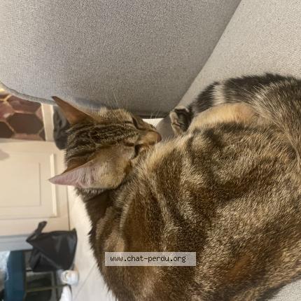 Photo 1/1 Found cat Found in Ville la grand