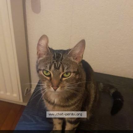 Photo 1/1 Minette Chat lost in Pouilly sur loire