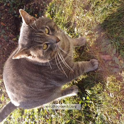 Photo 1/1 Found cat Found in Le plessis bouchard