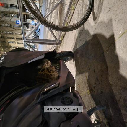 Photo 1/1 Found cat Found in Paris