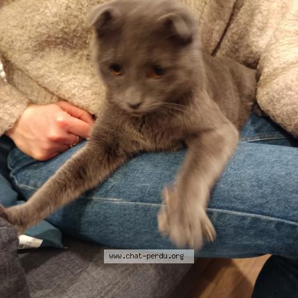 Photo 1/1 Found cat Found in Cherbourg