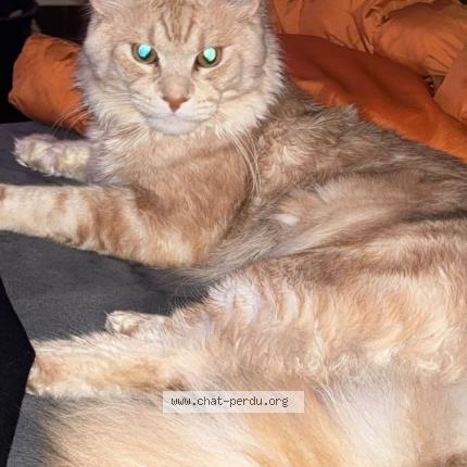 Photo 1/1 Robio Chat lost in Diegem