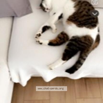 Photo 1/1 Lenny Chat lost in Genlis