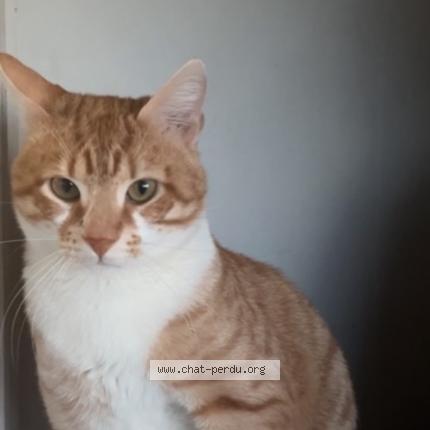 Photo 1/1 Caramel Chat lost in Meyzieu