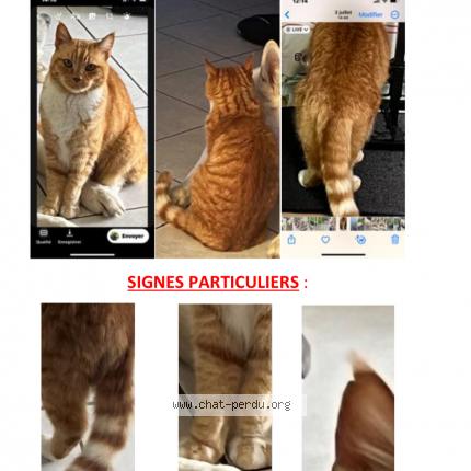 Photo 1/1 Rooky Chat lost in Saint sulpice de royan