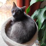 Picture of cat lost at Flers En Escrebieux