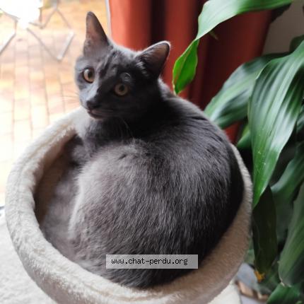 Photo 1/1 Floky Chat lost in Flers en escrebieux