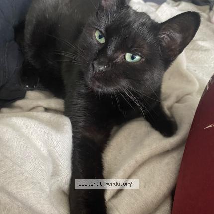 Photo 1/1 Thalie Chat lost in Le ban saint martin