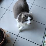 Picture of cat lost at Montauban
