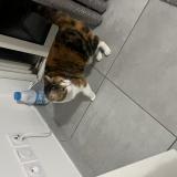 Picture of cat found at La Chapelle Sur Erdre